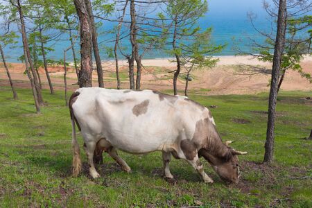 View of a grazing cow on the steep shore of Lake Baikal on Olkhon Island on a summer clear dayの写真素材