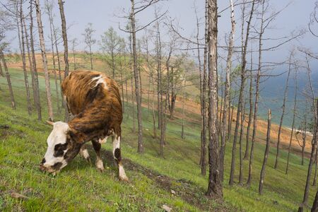 View of a grazing cow on the steep shore of Lake Baikal on Olkhon Island on a summer clear dayの写真素材