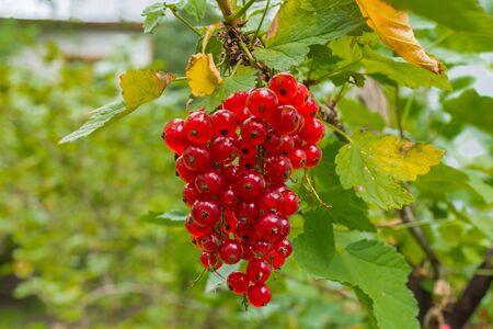 ripe red currants weigh on a branch of a bush in the garden, closeup photo on a summer dayの写真素材