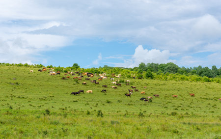 a herd of cows is grazing in a meadow, the photo was taken on a sunny summer dayの写真素材