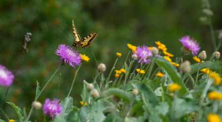 a view of a swallowtail butterfly that collects nectar on a flower, the photo was taken on a sunny day in the mountains of Arkhyzの写真素材