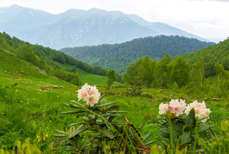 blooming rhododendron in the mountains of the Caucasus, in the background a cascade of mountains, the photo was taken on a cloudy June day high in the mountainsの写真素材