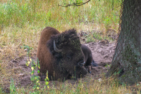 View of bison resting on the grass in the forest, close-up photo, the picture was taken on a cloudy summer dayの写真素材