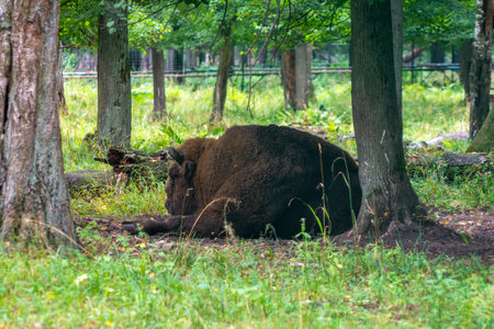 View of bison resting on the grass in the forest, close-up photo, the picture was taken on a cloudy summer dayの写真素材