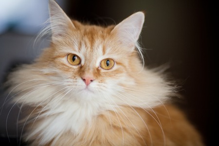 ginger cat portrait at homeの写真素材