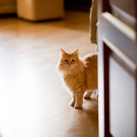 ginger cat at homeの写真素材