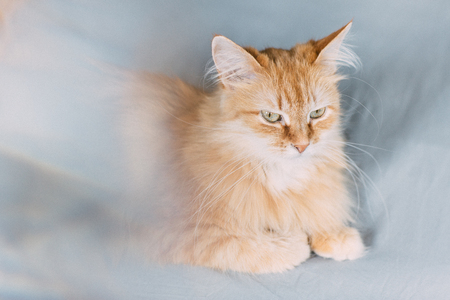 ginger cat portrait at homeの写真素材