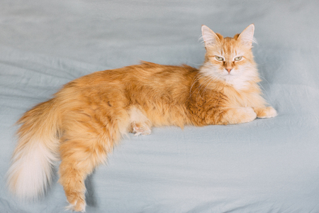 ginger cat portrait at homeの写真素材