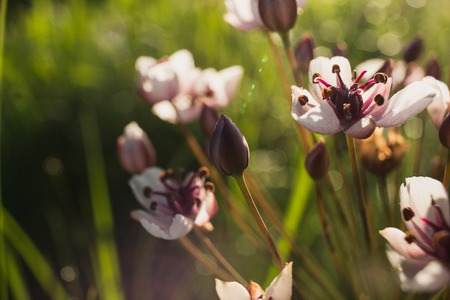 wild meadow pink flowers on morning sunlight background. Summer field backgroundの写真素材