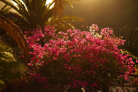 pink flowers at sunset in Tenerife Canary Islandsの写真素材
