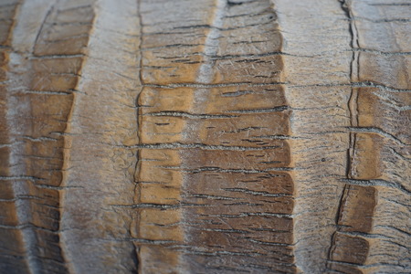 Closeup of a palm tree trunk, ideal for a background textureの写真素材