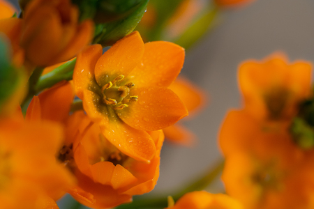 Orange flowers with orange and green background.の写真素材