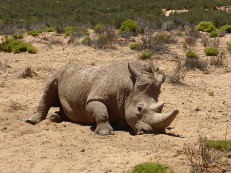 rhinoceros with calf in natural habitat. Africaの写真素材