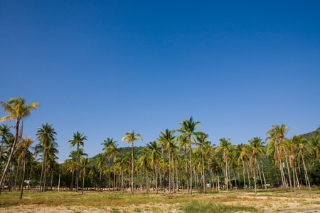 Palm on the beach. Thailand. Nice backgroundの写真素材