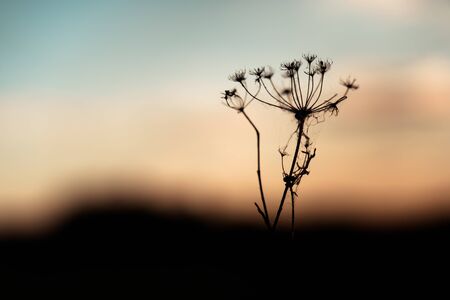 A Beautiful Sky At Sunset And A Branch In Bloom. Blue, white and orange colorの写真素材