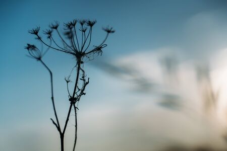 A Beautiful Sky At Sunset And A Branch In Bloom. Blue, white and orange colorの写真素材