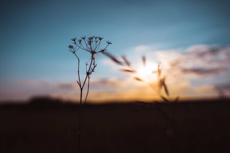 A Beautiful Sky At Sunset And A Branch In Bloom. Blue, white and orange colorの写真素材