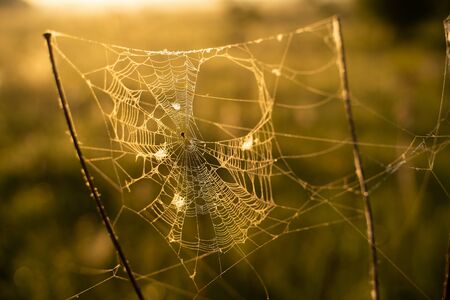 macro photo of spider web on sunrise background