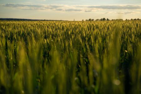 Yellow wheat spike close-up in sunlight glint at sunsetの写真素材