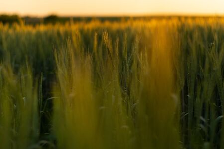Yellow wheat spike close-up in sunlight glint at sunsetの写真素材