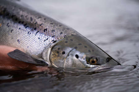 A fisherman releases wild Atlantic silver salmon into the cold waterの写真素材
