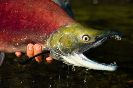 fisherman releases red fish back into the fresh waterの写真素材