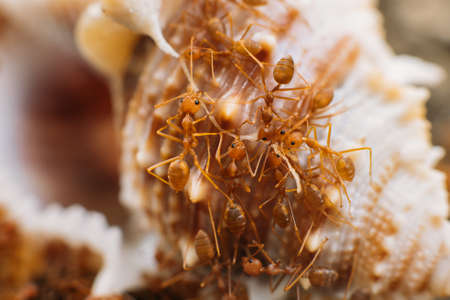 A group of red Thai ants on rocks eating a clamの写真素材