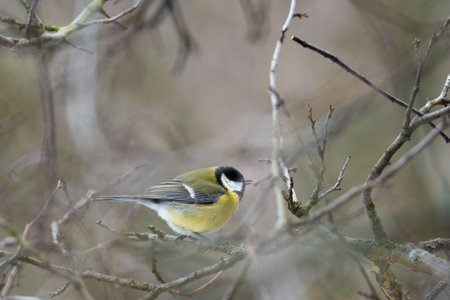 Cute Titmouse on a twig around the bird feeder in winter suburban forestの写真素材
