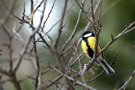 Cute Titmouse on a twig around the bird feeder in winter suburban forest