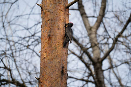 The black woodpecker sits on a tree against bright grey skyの写真素材