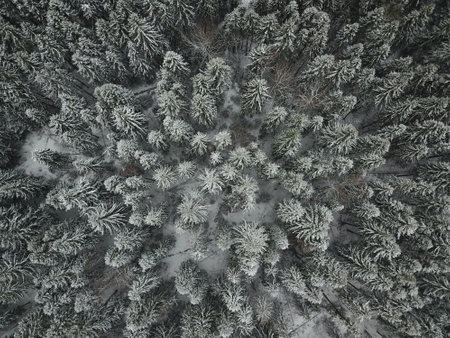 Aerial view on winter forest, top of the treesの写真素材