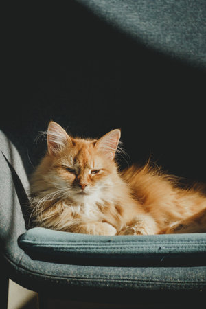 a red-haired cute cat sits in a blue chairの写真素材