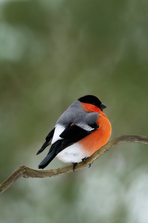 Bright bullfinch on a branch on a gloomy winter dayの写真素材
