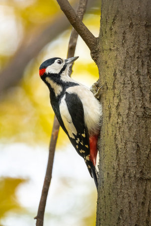 A young beautiful colored woodpecker is sitting on a tree close-upの写真素材