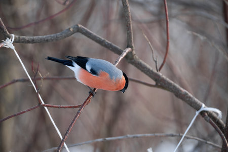 Bright bullfinch on a branch on a gloomy winter dayの写真素材