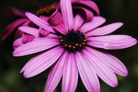 Purple Daisies Flowers Spring in natureの写真素材