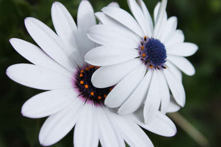 White Flowers Spring in natureの写真素材