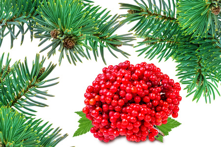 christmas decoration-tree and bunches of red viburnum isolated on whiteの写真素材