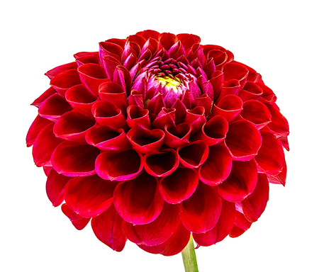dahlia isolated on white backgroundの写真素材