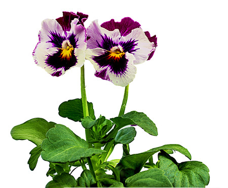 Pansy flowers isolated on white backgroundの写真素材