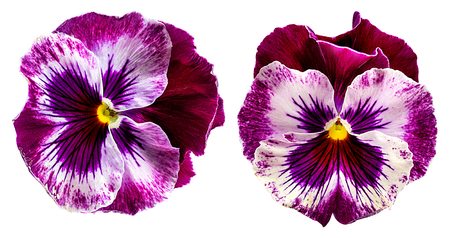 Pansy flowers isolated on white backgroundの写真素材