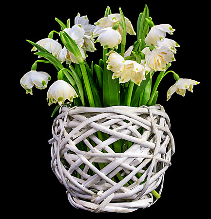 Bouquet of snowdrops, isolated on whiteの写真素材