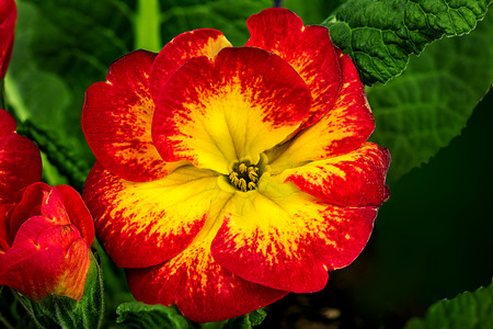 Primrose flowers isolated on whiteの写真素材