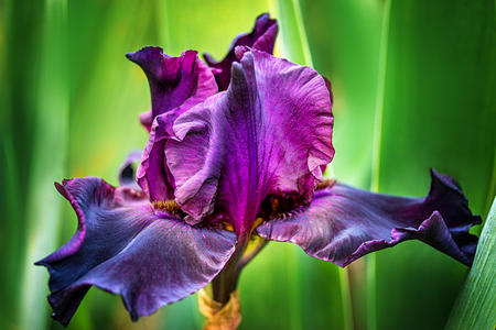 purple iris flowers  in the parkの写真素材