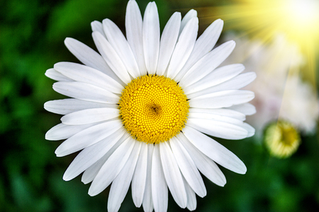 chamomile flowers on a field on a sunny dayの写真素材