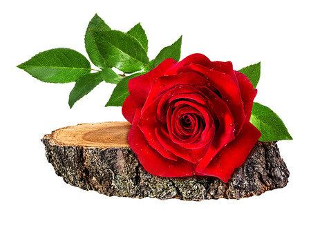 rose on a wooden ?ross section of tree trunk isolated on white backgroundの写真素材