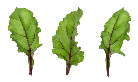 leaf of beetroot on white backgroundの写真素材