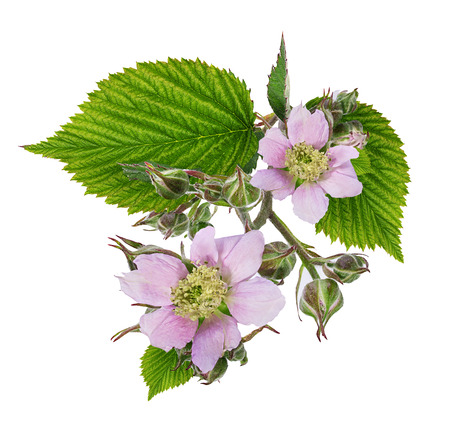 Blackberry flower and foliage isolated against whiteの写真素材