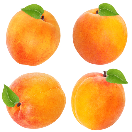apricot isolated on white backgroundの写真素材