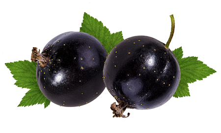 black currant  isolated on whiteの写真素材